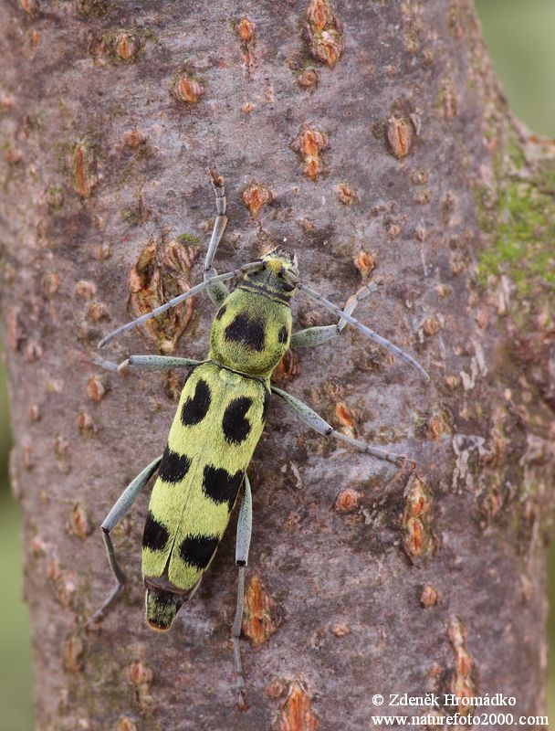 tesařík Herbstův, Chlorophorus herbstii (Brahm, 1790), Clytini, Cerambycidae (Brouci, Coleoptera)